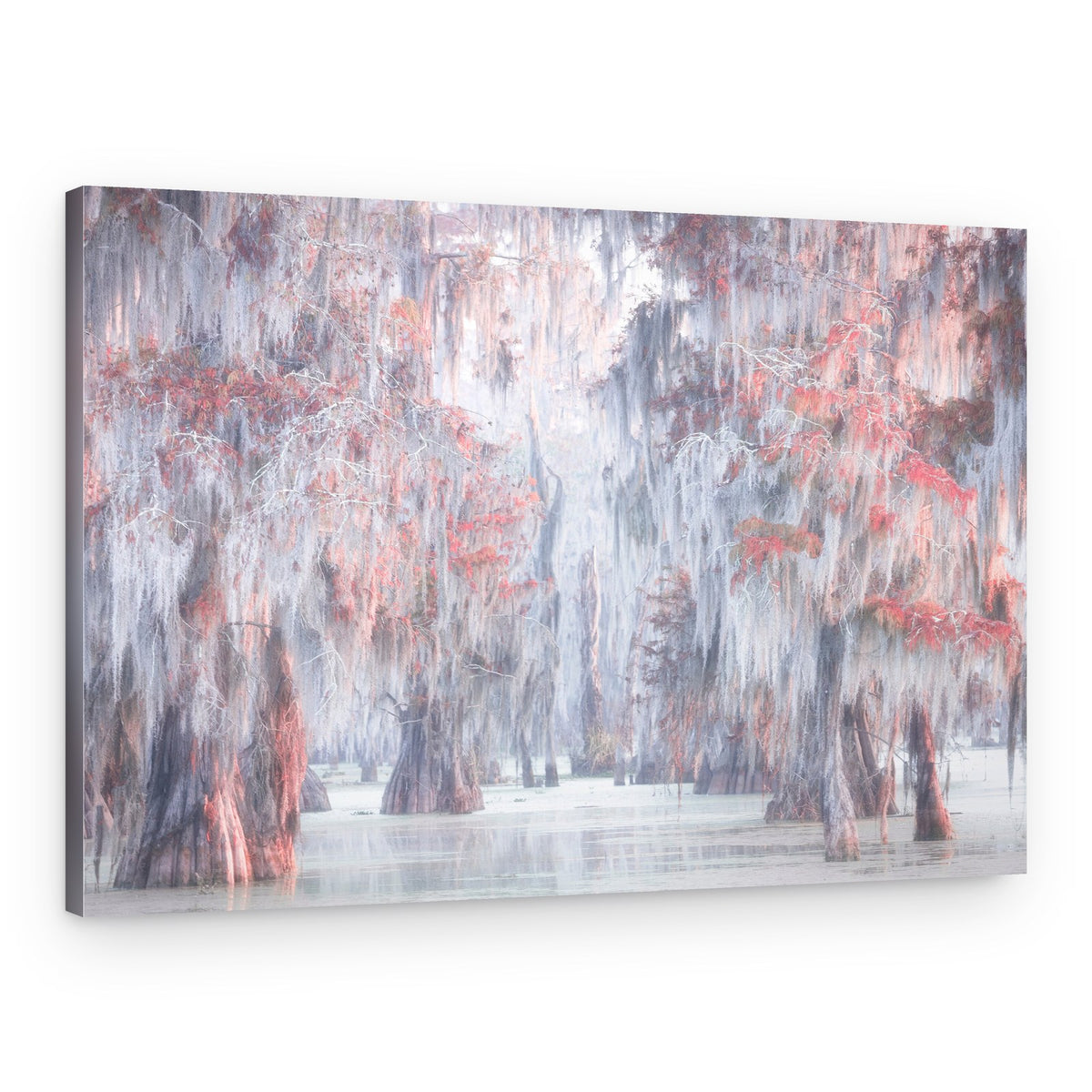 Misty Cypress Swamp – Canvas Print