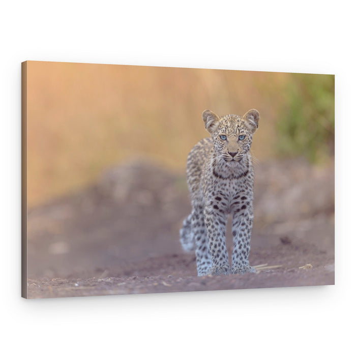 Blue-Eyed Leopard Cub – Canvas Print