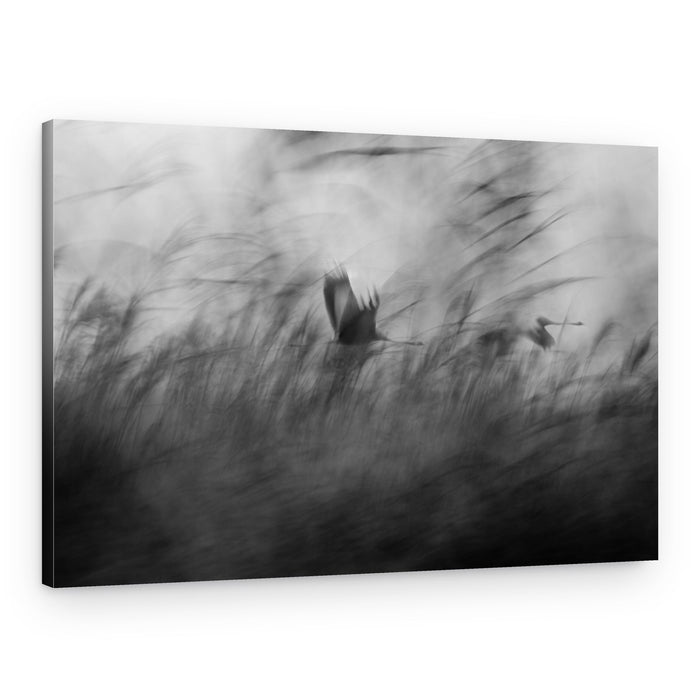 Misty Flight Through Reeds – Canvas Print