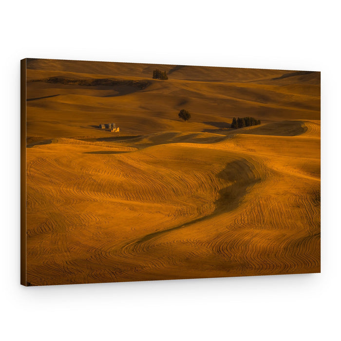 Golden Rolling Fields – Canvas Print