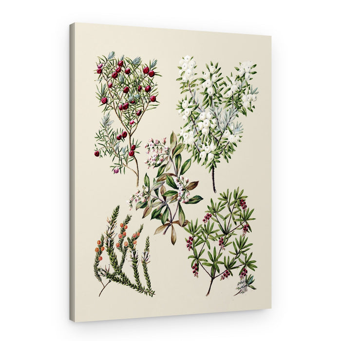 Antique Flowers Drawn By Sarah Featon (1848–1927) – Canvas Print