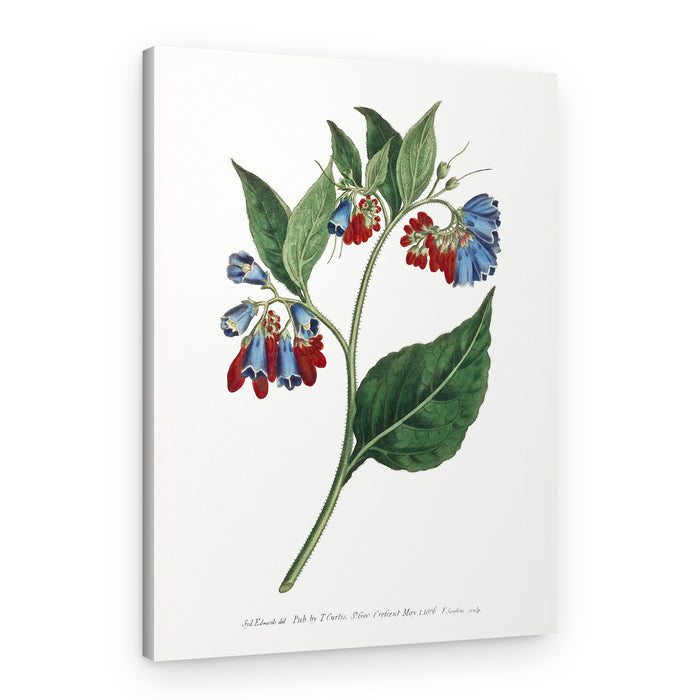 Symphyum Asperrim 1806 Flower Garden Displayed By Francis Sansom – Canvas Print