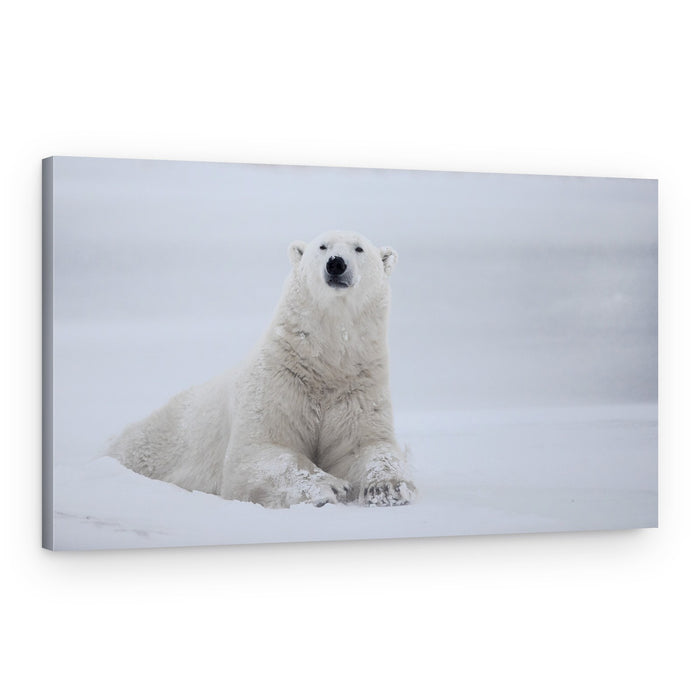 Majestic Polar Bear – Canvas Print