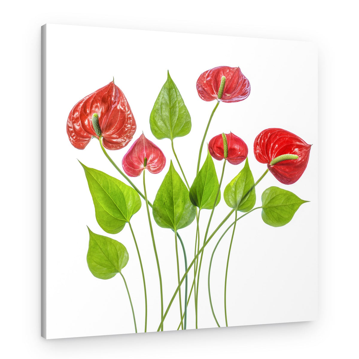 Anthurium – Canvas Print