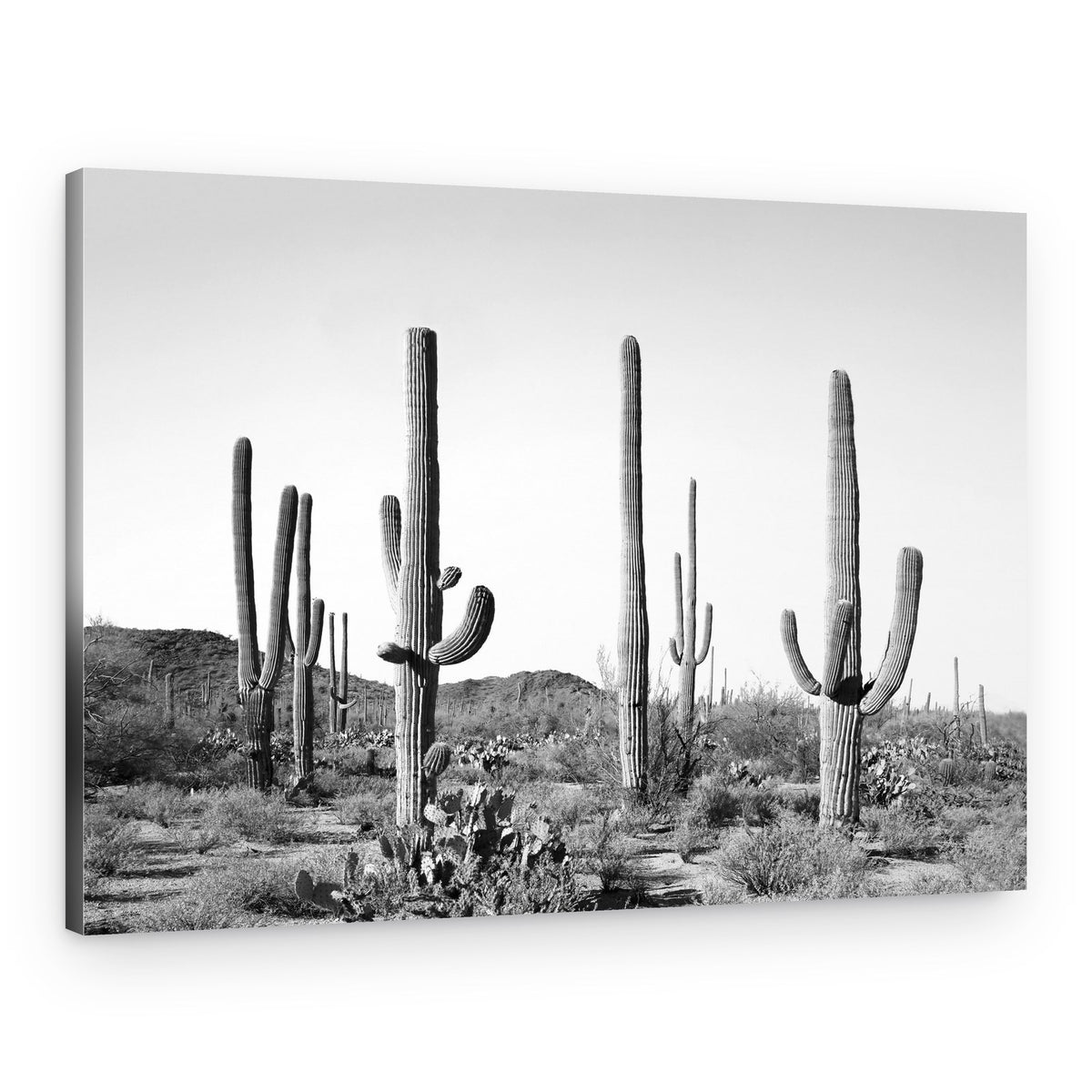 Grey Cactus Land – Canvas Print