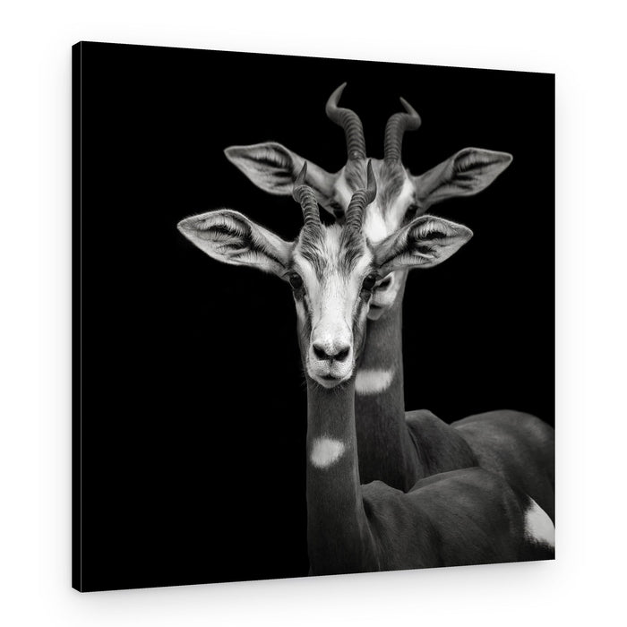 Elegant Gazelle Duo – Canvas Print