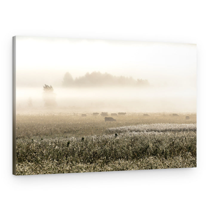 Misty Morning Cows – Canvas Print