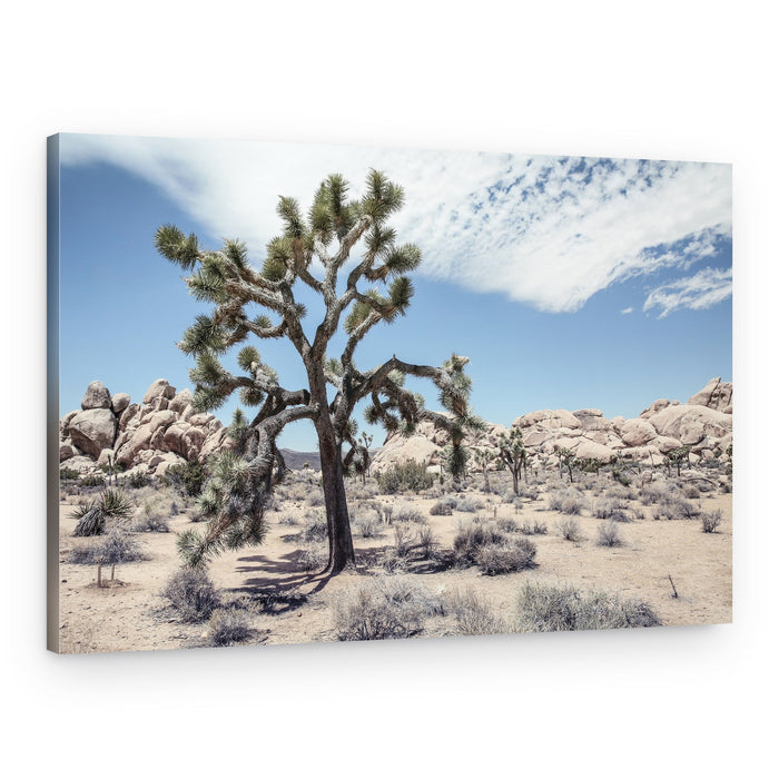Desert Landscape With Solitary Joshua Tree – Canvas Print