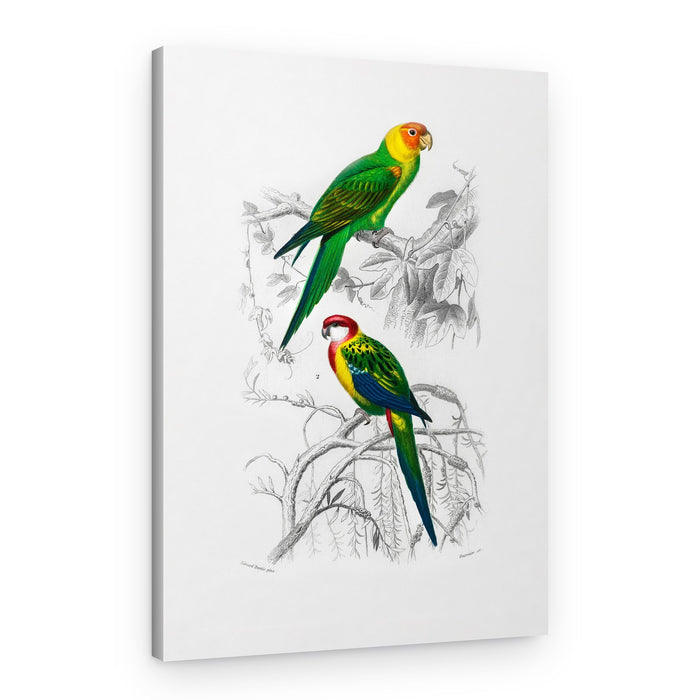 Birds – Canvas Print