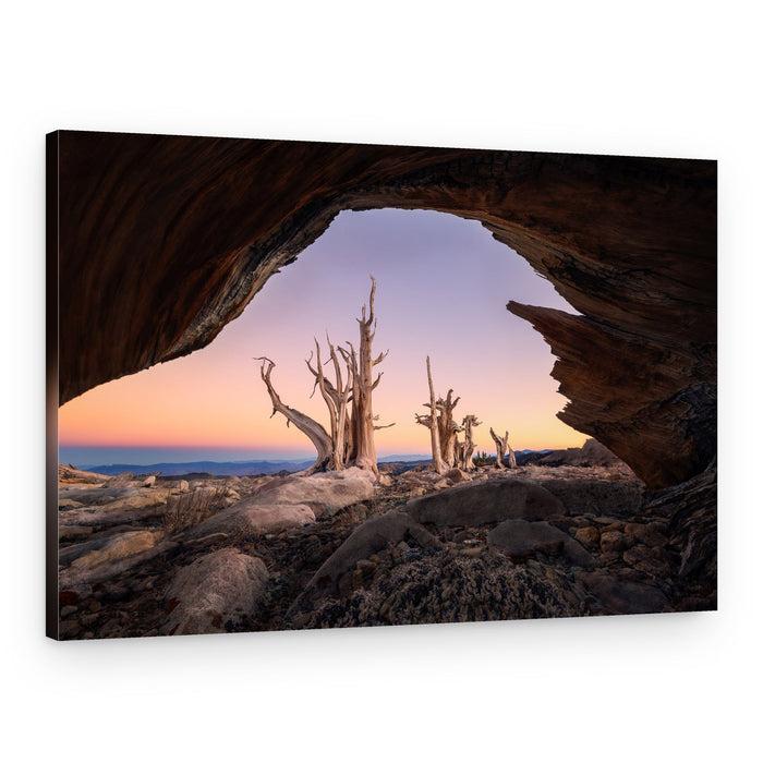 Ancient Bristlecone Archway – Canvas Print