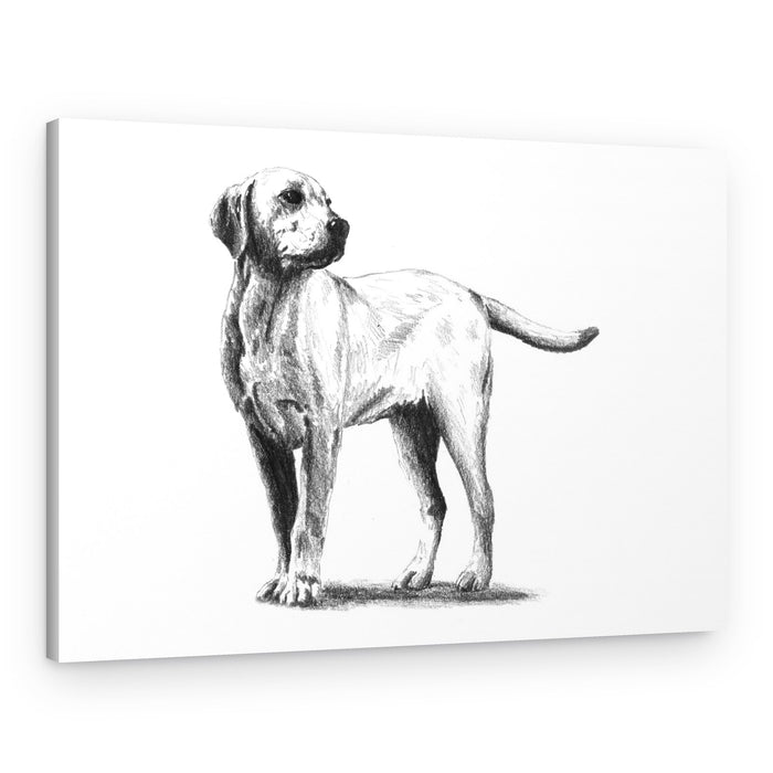 Attentive Dog Sketch – Canvas Print