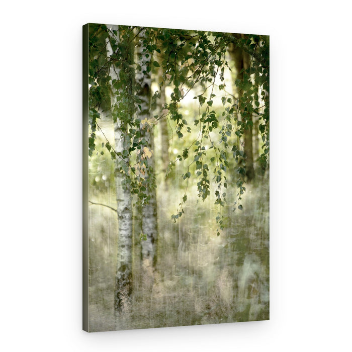 Dreamy Birch Forest – Canvas Print