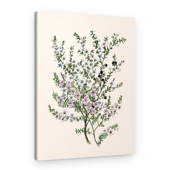 Manuk Drawn By Sarah Featon(1848 1927) – Canvas Print