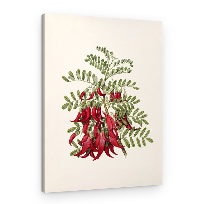 Kowhai Clianthus Puniceus Drawn By Sarah Featon (1848–1927) – Canvas Print