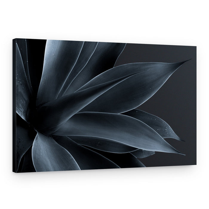Elegant Blue Agave – Canvas Print