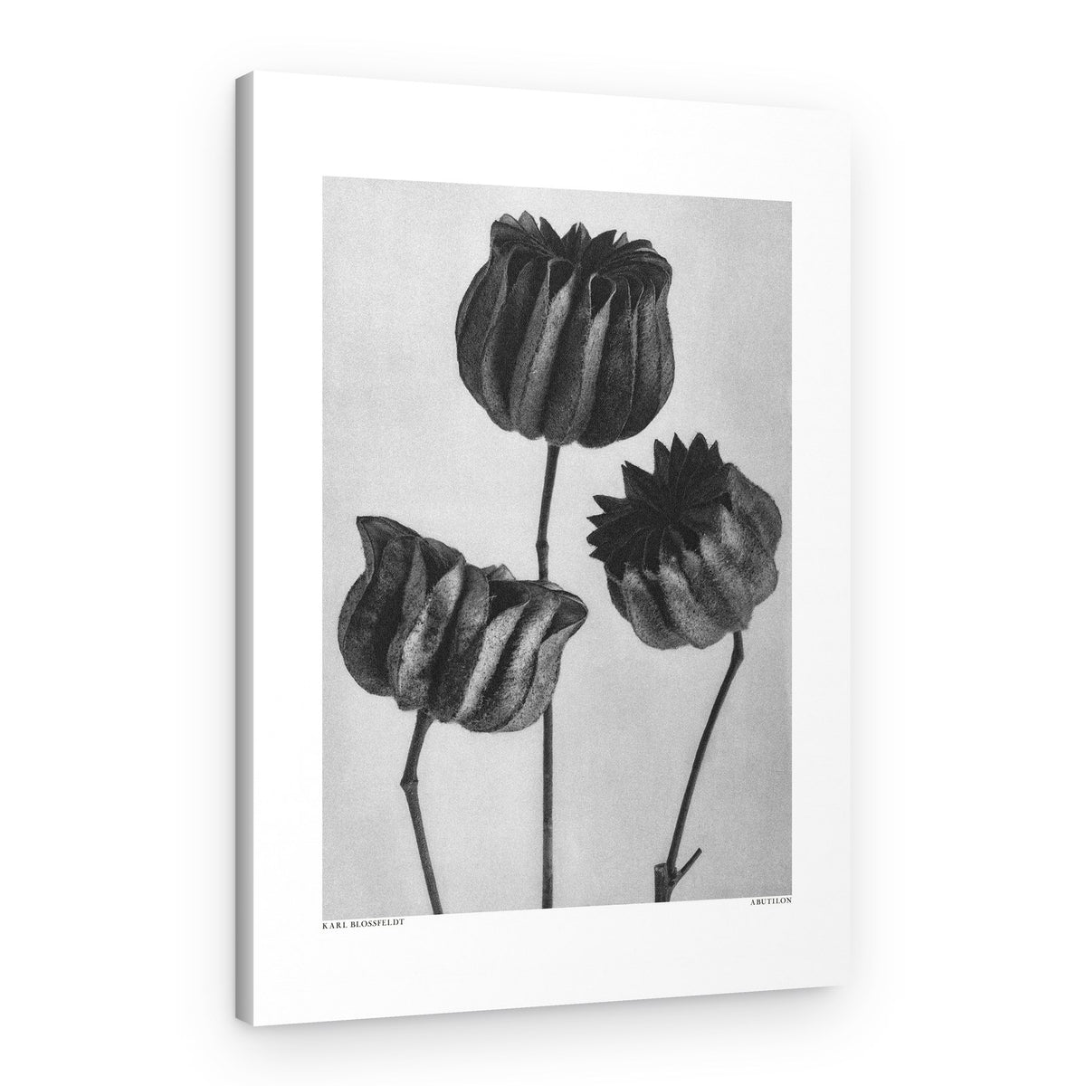 Abutilon (Lime Mallow – Canvas Print