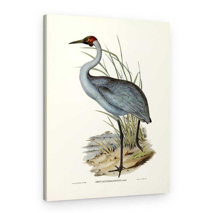 Australian Crane – Canvas Print