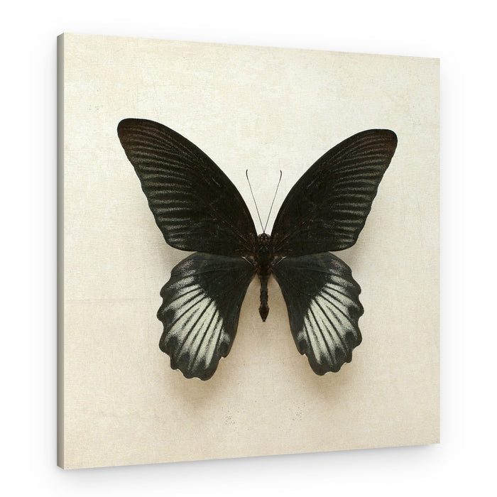 Elegant Black Butterfly – Canvas Print