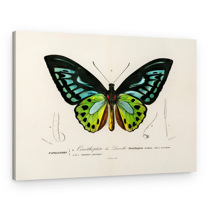 Green Birdwing Butterfly – Canvas Print