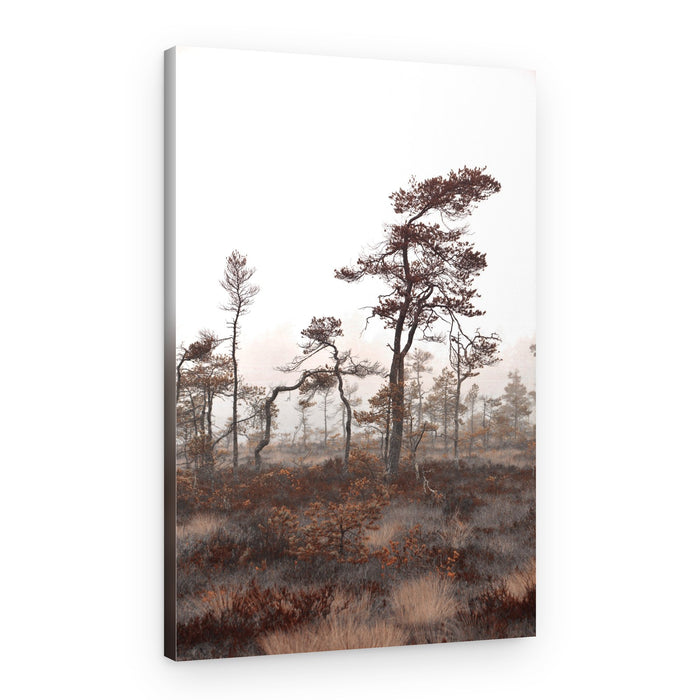Misty Bog Trees – Canvas Print