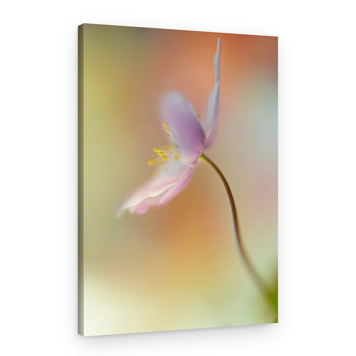 Delicate Pink Flower – Canvas Print