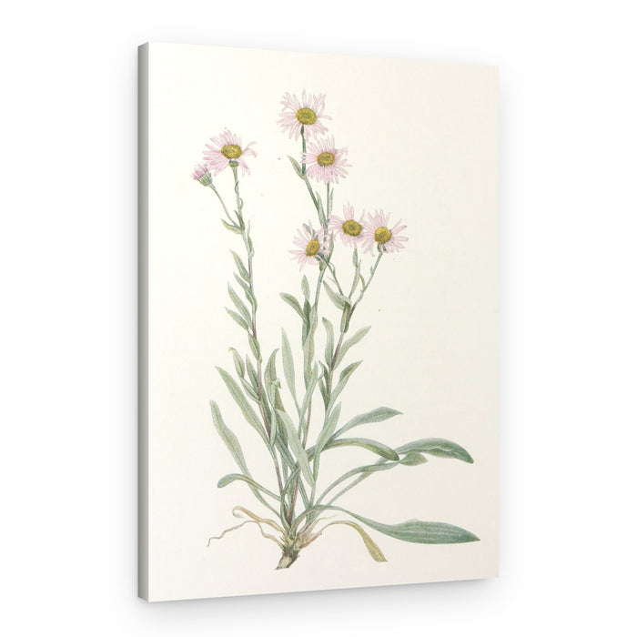 Pink Fleabane From North American Wildflowers (1925) By Mary Vaux Walcott – Canvas Print