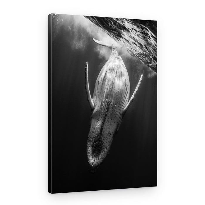 Majestic Humpback Whale – Canvas Print