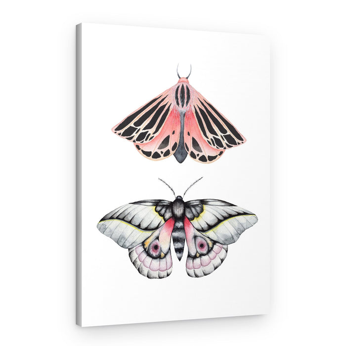 Pink and White Moths – Canvas Print