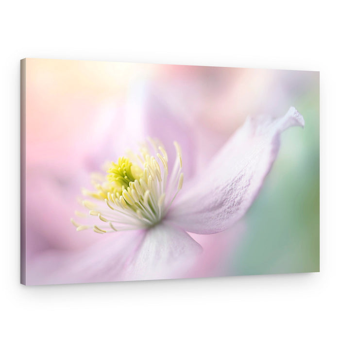 Delicate Pastel Bloom – Canvas Print