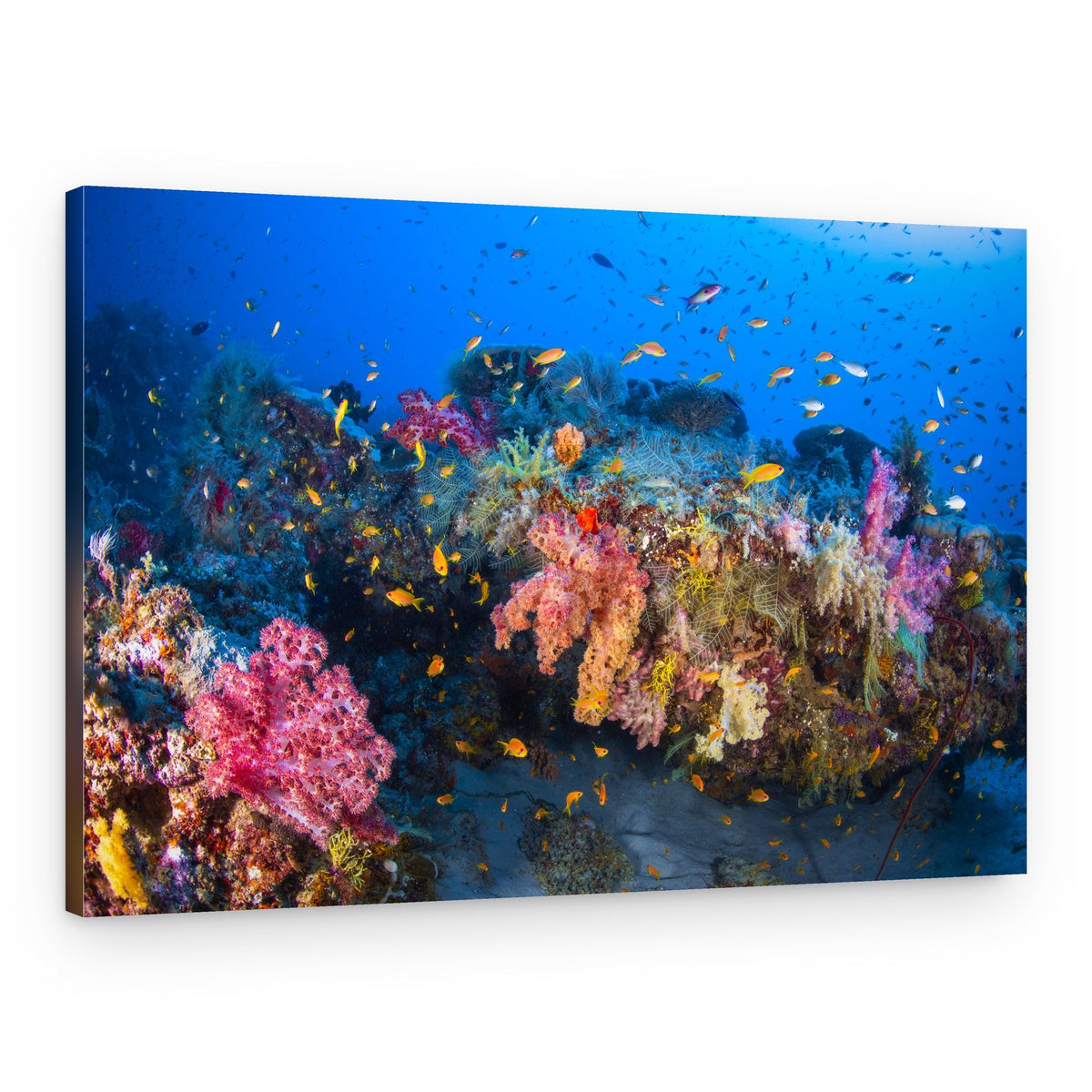 Vibrant Coral Reef – Canvas Print