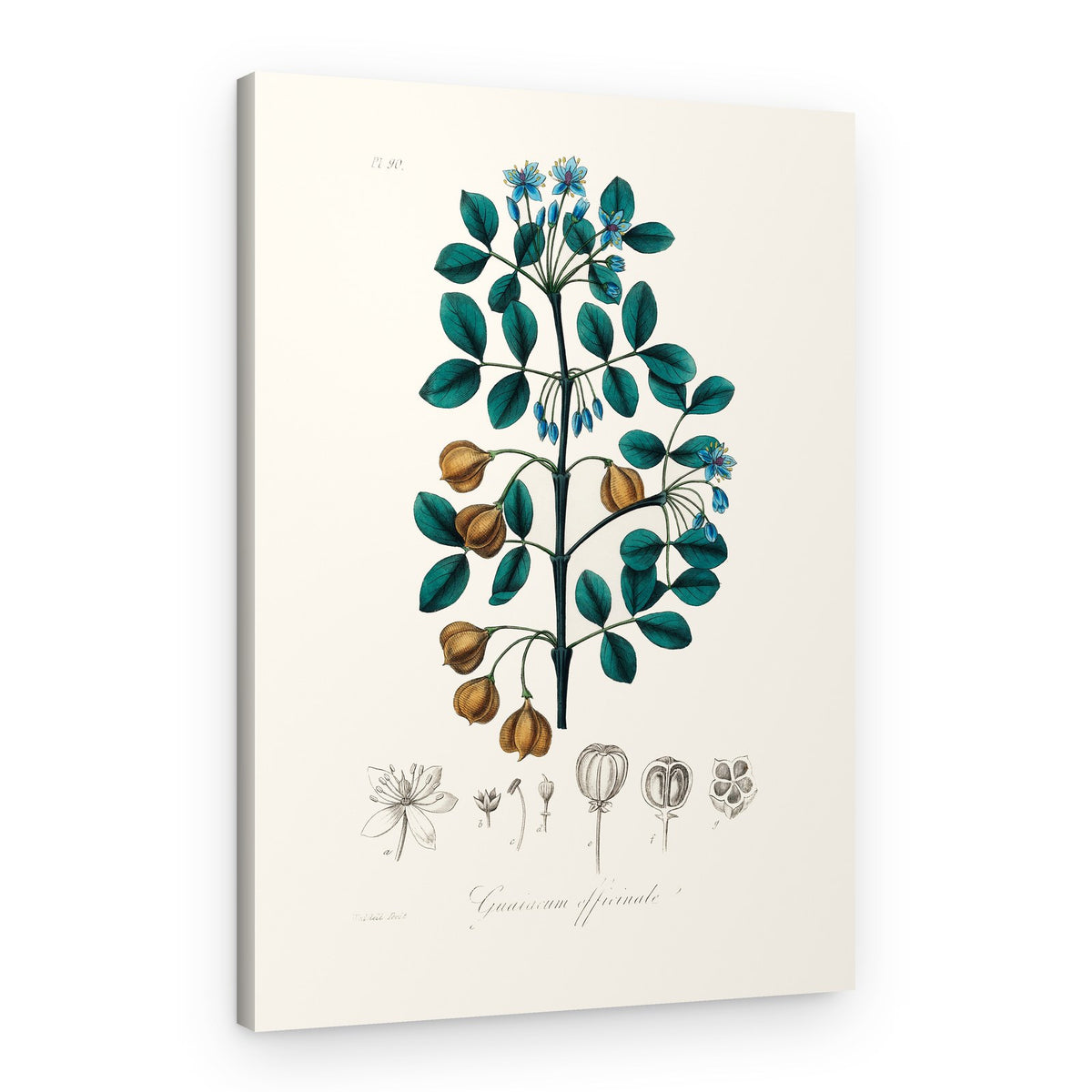 Guaiacwood (guaiacum Officinale) Medical Botany – Canvas Print