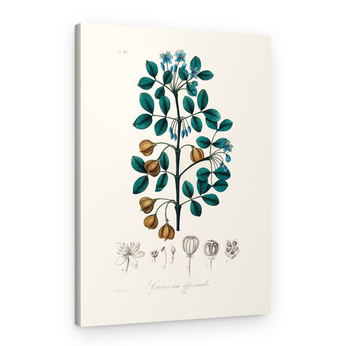 Guaiacwood (guaiacum Officinale) Medical Botany – Canvas Print