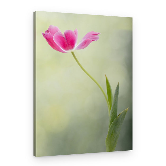 Soft Pink Tulip – Canvas Print
