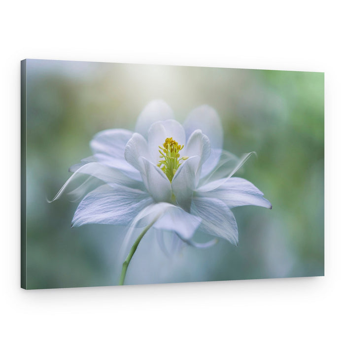 Delicate White Bloom – Canvas Print