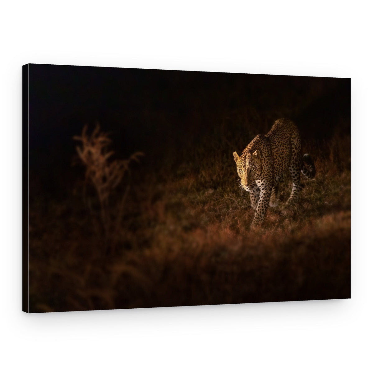 Golden Leopard Night – Canvas Print