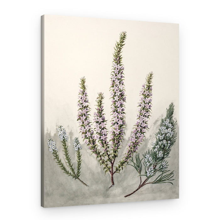 Epacris Drawn By Sarah Featon (1848–1927) – Canvas Print