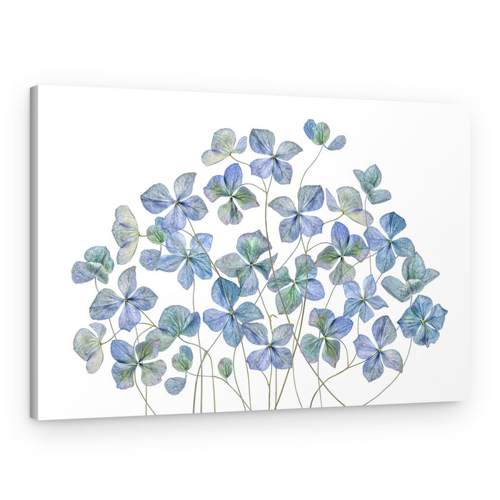 Hydrangea – Canvas Print