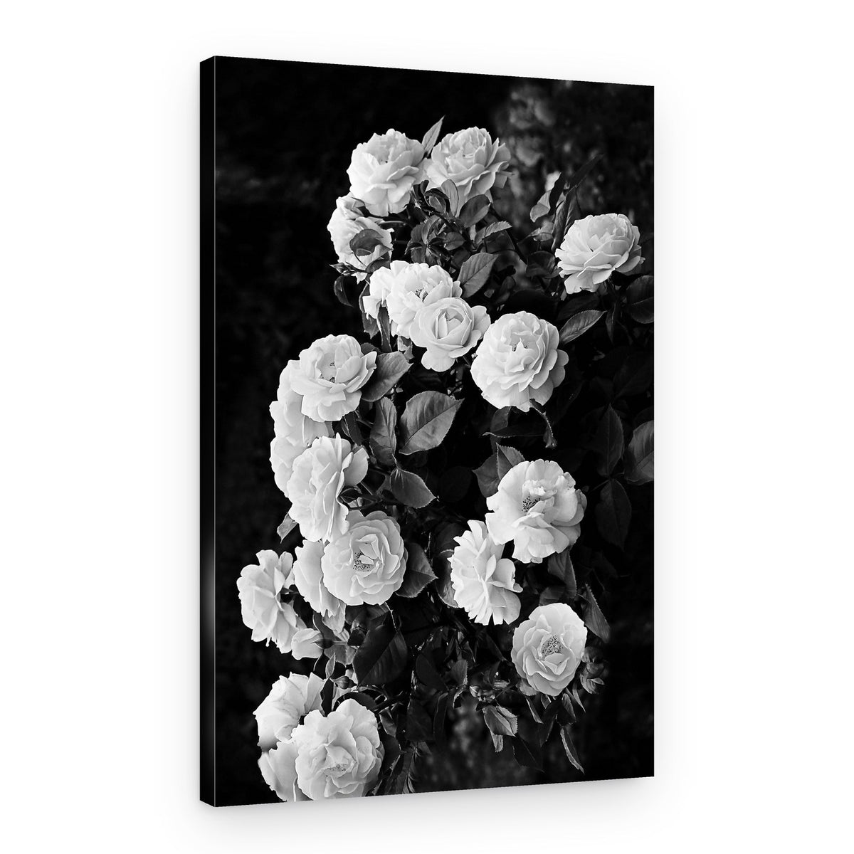 Rose Bush – Canvas Print