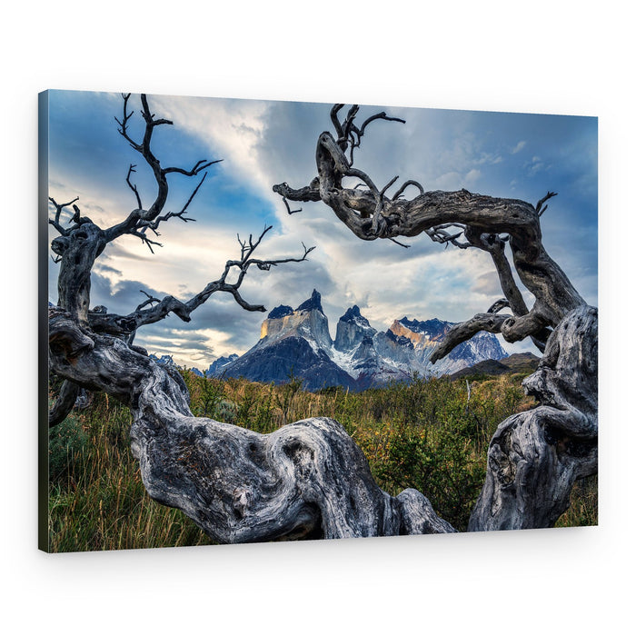 Twisted Trees Patagonia – Canvas Print