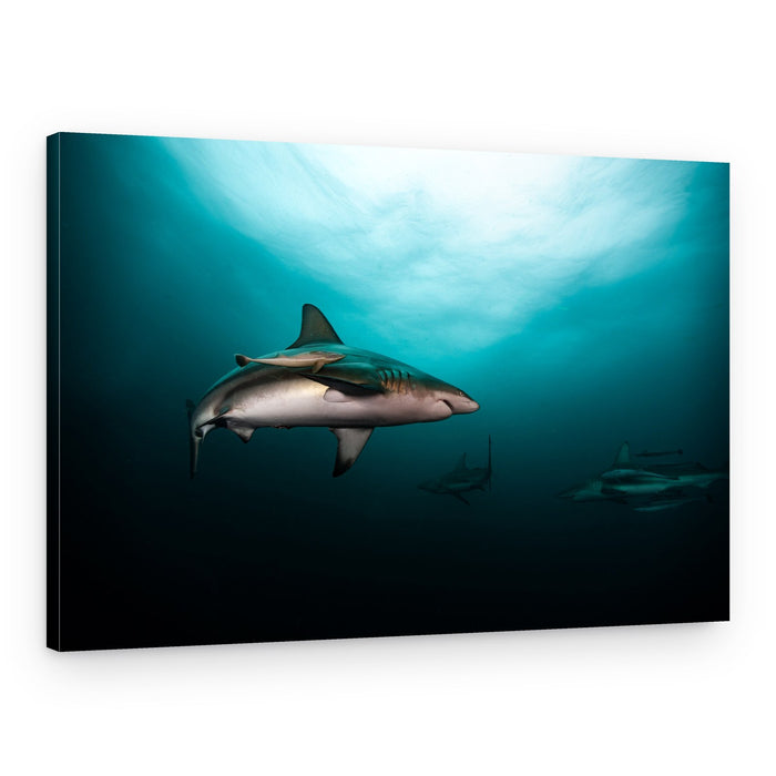 Majestic Ocean Sharks – Canvas Print