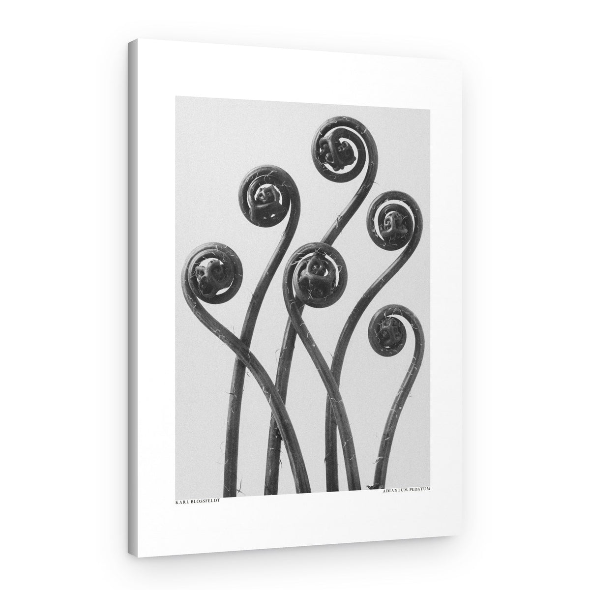 Adiantum pedatum – Canvas Print