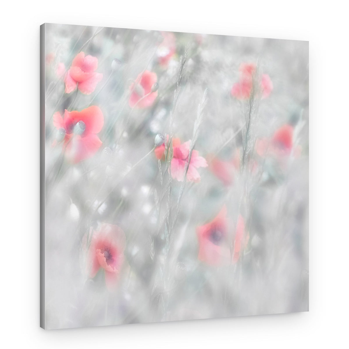 Dreamy Pink Poppies – Canvas Print