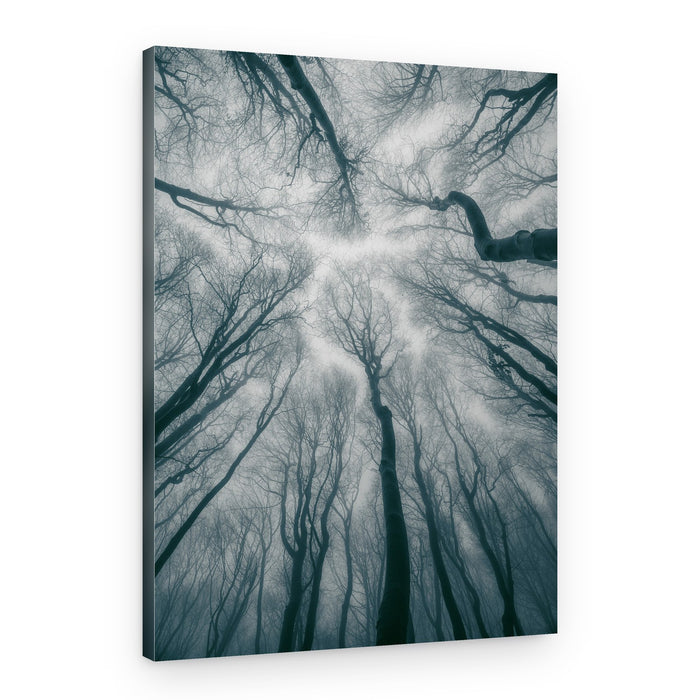 Misty Forest Canopy – Canvas Print