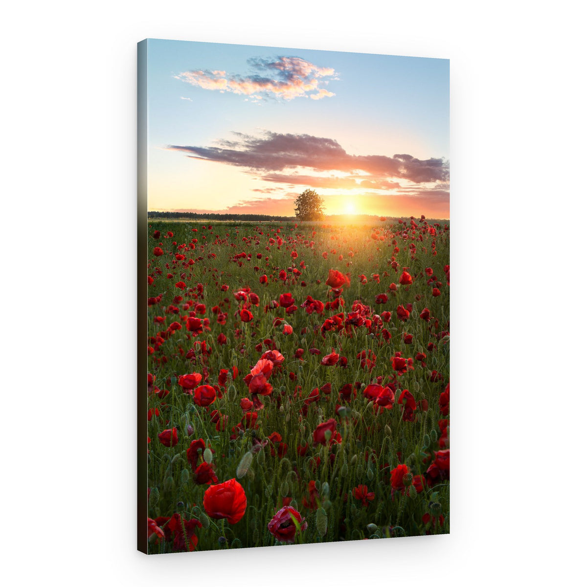 Golden Hour Poppy Field – Canvas Print