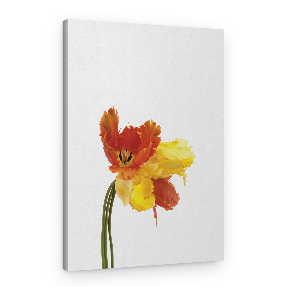 Vibrant Parrot Tulips – Canvas Print