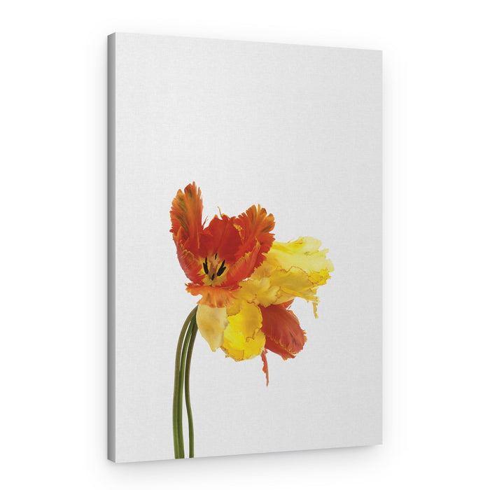 Vibrant Parrot Tulips – Canvas Print