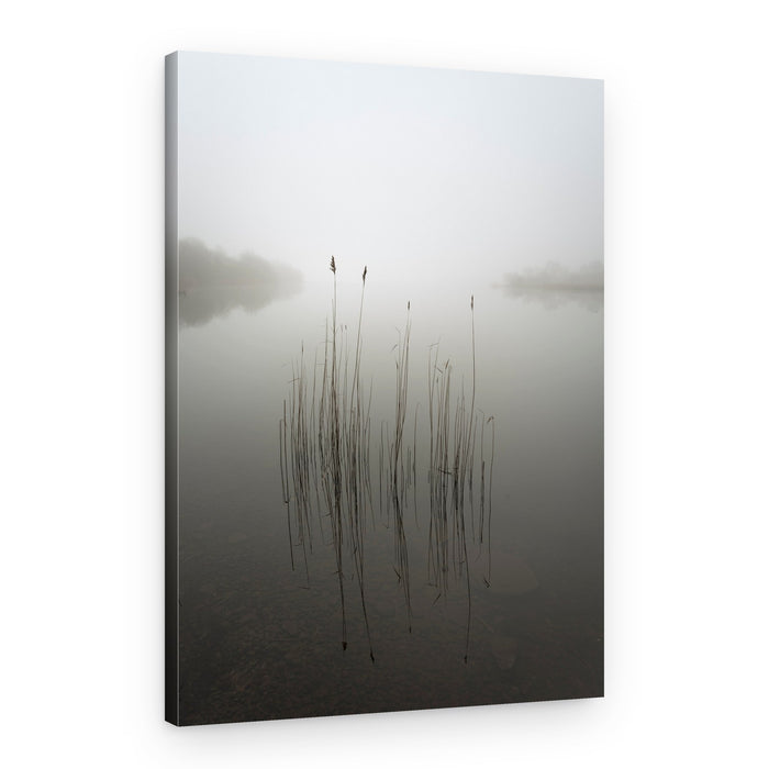 Misty Lake Reeds – Canvas Print