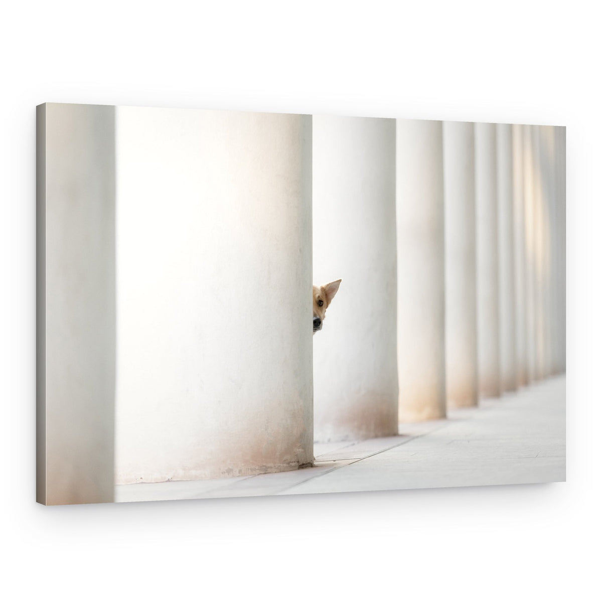 Peeking Puppy – Canvas Print