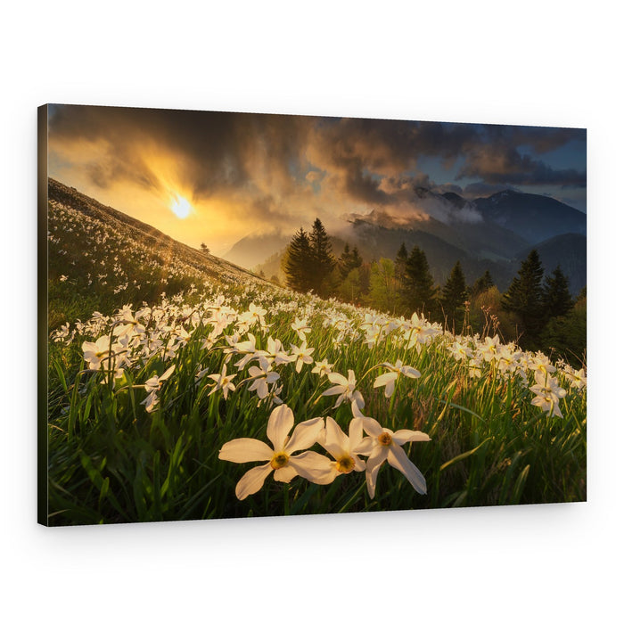 Flowering Mountain Sunrise – Canvas Print