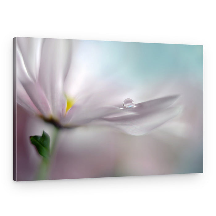 Delicate Flower Dew – Canvas Print